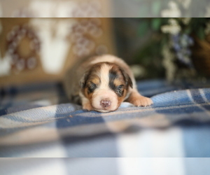 Australian Shepherd Puppy for sale in WESTFIELD, MA, USA