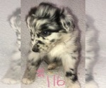 Small #3 Australian Shepherd