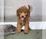 Small #4 Goldendoodle