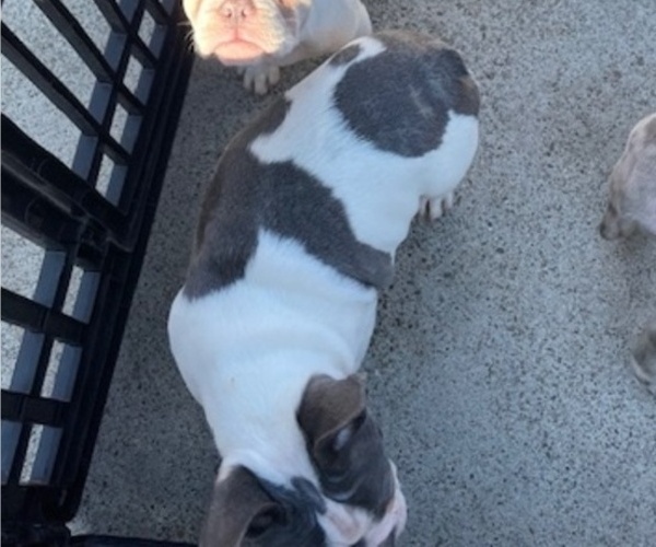 Medium Photo #7 French Bulldog Puppy For Sale in ANTIOCH, CA, USA