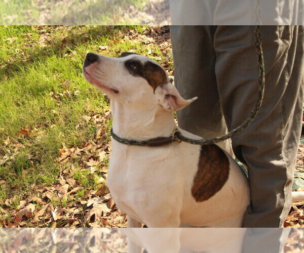 Medium Photo #4 American Bulldog-Unknown Mix Puppy For Sale in FRAMINGHAM, MA, USA