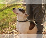 Small #3 American Bulldog Mix