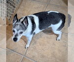 Small #3 Rat Terrier