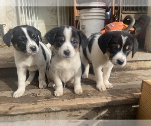 Border Collie-Jack Russell Terrier Mix Dogs for adoption in LOLETA, CA, USA