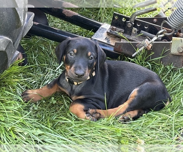 Medium Photo #2 Doberman Pinscher Puppy For Sale in WESTON, WI, USA