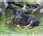 Small #1 Doberman Pinscher