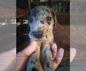 Great Dane Puppy for sale in SEVIERVILLE, TN, USA