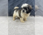 Small Photo #16 Shih Tzu Puppy For Sale in SAINT AUGUSTINE, FL, USA