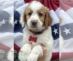 Puppy Anthony Goldendoodle