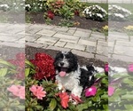 Small #1 Havanese