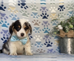 Pembroke Welsh Corgi Puppy for sale in LANCASTER, PA, USA