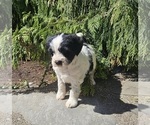 Small #6 Tibetan Terrier