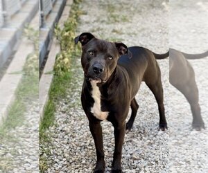 American Pit Bull Terrier-Unknown Mix Dogs for adoption in Manchester, MO, USA