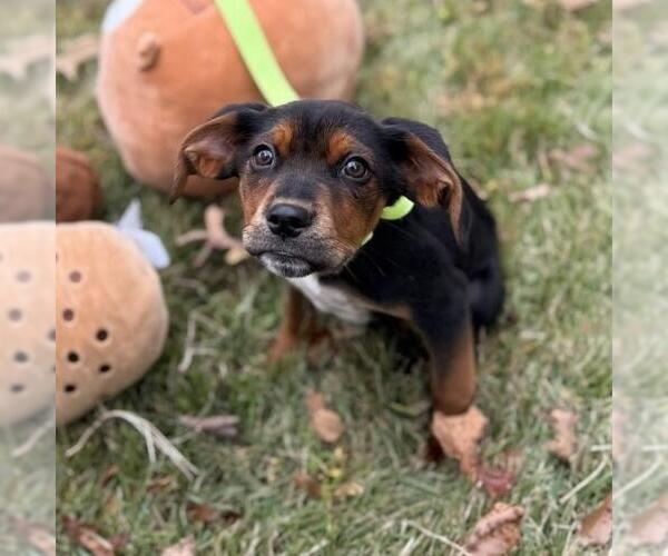 Medium Photo #2 Labrador Retriever-Unknown Mix Puppy For Sale in Yardley, PA, USA
