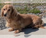 Small #4 Dachshund