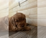 Small Photo #13 Cock-A-Poo-Goldendoodle Mix Puppy For Sale in CONCORD TWP, OH, USA