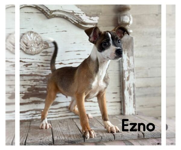 Medium Photo #1 Mutt Puppy For Sale in Carrollton, TX, USA