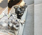 Small Photo #79 French Bulldog Puppy For Sale in DALLAS, TX, USA