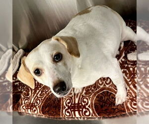Rat Terrier-Unknown Mix Dogs for adoption in Tavares, FL, USA