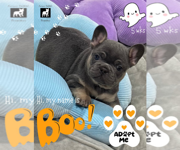 Medium Photo #1 French Bulldog Puppy For Sale in SOUTH BEND, IN, USA