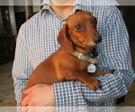 Small Photo #1 Dachshund Puppy For Sale in OWEN, WI, USA