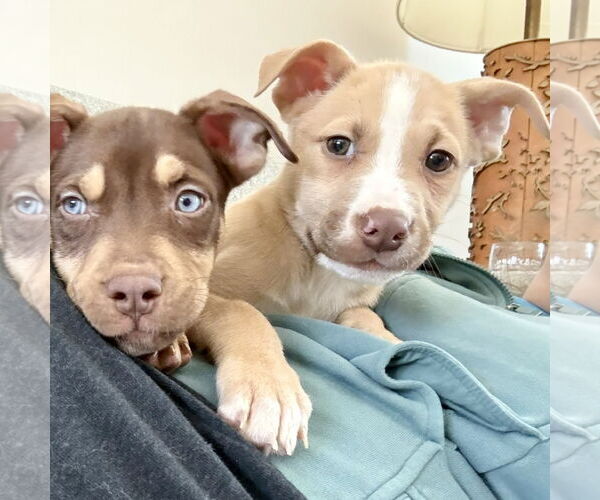 Medium Photo #20 Siberian Husky-Unknown Mix Puppy For Sale in Fargo, ND, USA