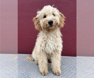 Goldendoodle (Miniature) Puppy for Sale in ELK GROVE, California USA