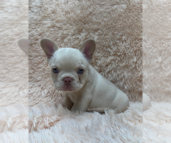 Medium Photo #2 French Bulldog Puppy For Sale in SACRAMENTO, CA, USA