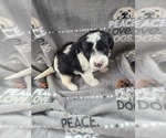 Small Photo #5 YorkiePoo Puppy For Sale in GRANDVILLE, MI, USA