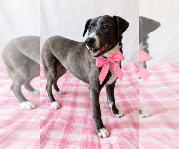 Medium Photo #7 Borador Puppy For Sale in Mt. Laurel, NJ, USA