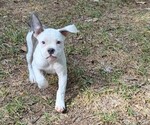 Small #2 Olde English Bulldogge