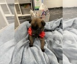 Small Photo #121 Belgian Malinois Puppy For Sale in REESEVILLE, WI, USA