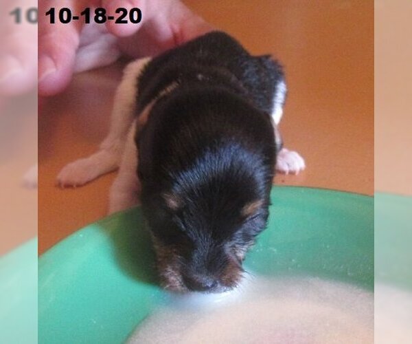 Medium Photo #20 Italian Greyhuahua Puppy For Sale in Apple Valley, CA, USA