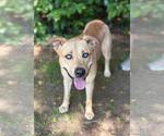 Small #2 Labrador Retriever Mix