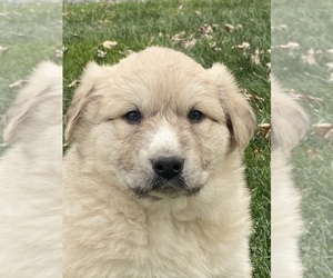 Great Pyrenees Puppy for sale in CANOGA, NY, USA