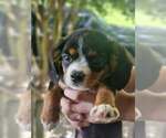 Small #1 Cavalier King Charles Spaniel Mix
