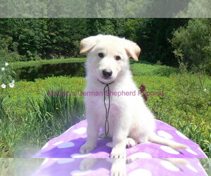 German Shepherd Dog Puppy for Sale in PIEDMONT, Missouri USA