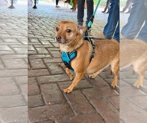 Bambi  [bonded to Sheba] - Female Chihuahua-Unknown Mix Dog for Adoption - Photo #6