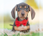 Puppy Bibbles Dachshund