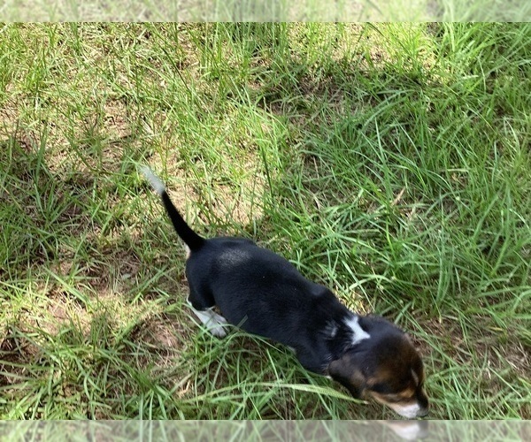Medium Photo #3 Beagle Puppy For Sale in COLDSPRING, TX, USA