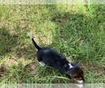 Small Photo #29 Beagle Puppy For Sale in COLDSPRING, TX, USA