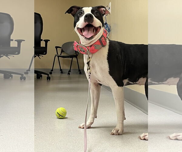 Medium Photo #4 Mutt Puppy For Sale in Virginia Beach, VA, USA