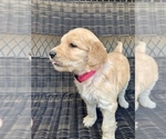 Small Photo #7 Goldendoodle Puppy For Sale in ELIZABETH, CO, USA