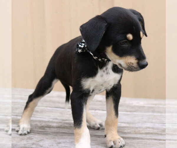 Medium Photo #2 Chihuahua-Unknown Mix Puppy For Sale in Bandera, TX, USA