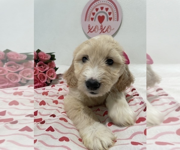 Medium Photo #3 Goldendoodle Puppy For Sale in NORTH HIGHLANDS, CA, USA