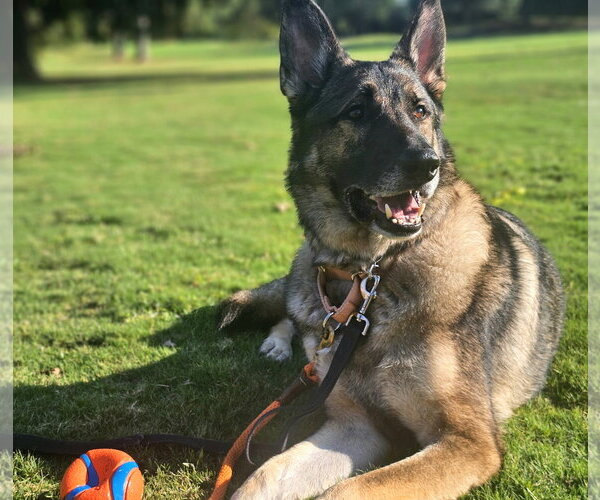 Medium Photo #9 German Shepherd Dog Puppy For Sale in Centreville, VA, USA