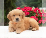 Small #2 Golden Retriever