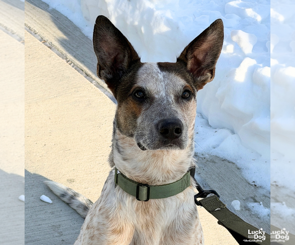 Medium Photo #10 Mutt Puppy For Sale in Washington, DC, USA