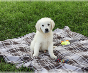 Golden Retriever Puppy for Sale in SYRACUSE, Indiana USA