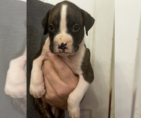 Medium Photo #1 Boxer Puppy For Sale in LAURENS, SC, USA